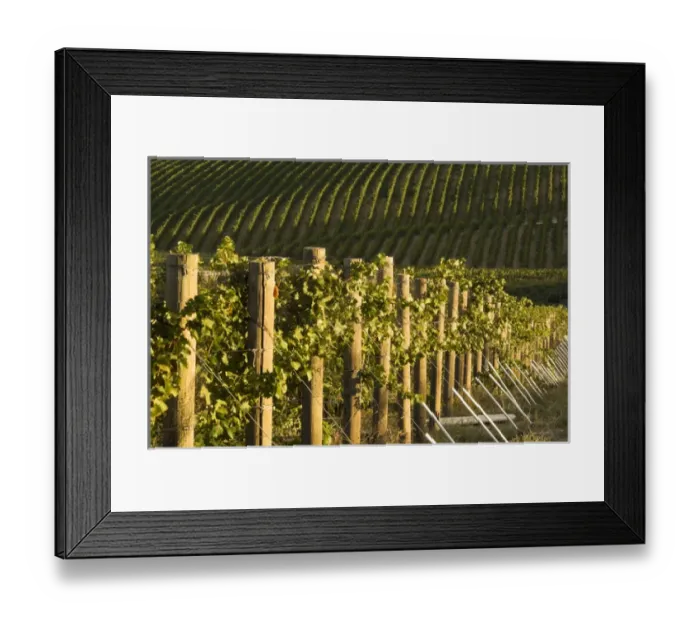 Framed Print : North America, USA, Oregon, Milton Freewater. Seven Hills Vineyard rows Framed Print : North America, USA, Oregon, Milton Freewater. Seven Hills Vineyard rows