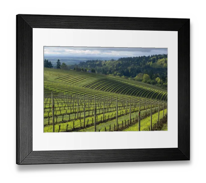 Framed Print : North America, USA, Oregon, Dundee. Spring time in the Bella Vida Pinot Noir vineyards Framed Print : North America, USA, Oregon, Dundee. Spring time in the Bella Vida Pinot Noir vineyards