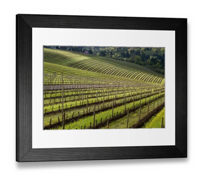 Framed Print : North America, USA, Oregon, Dundee. Spring time in the Bella Vida vineyards with Framed Print : North America, USA, Oregon, Dundee. Spring time in the Bella Vida vineyards with
