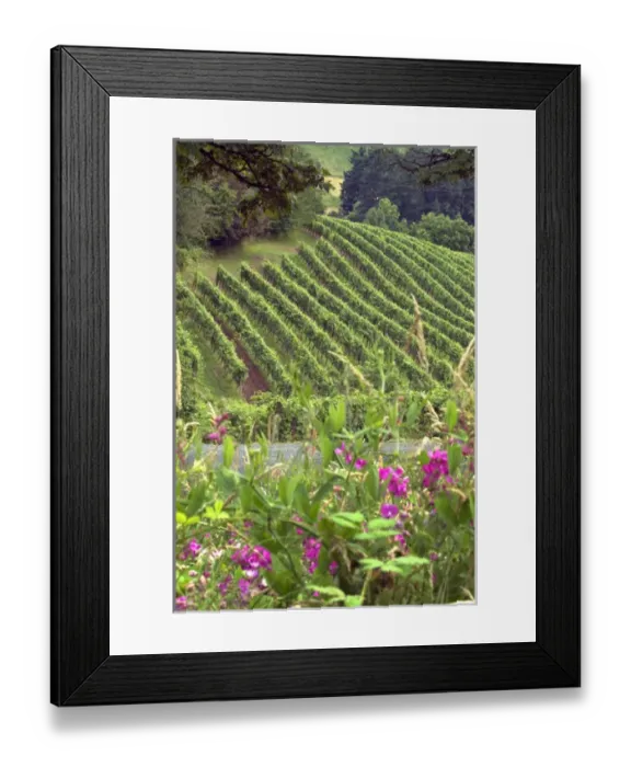 Framed Print : North America, USA, Oregon, Newberg. View on vineyard with wildflowers in the foreground Framed Print : North America, USA, Oregon, Newberg. View on vineyard with wildflowers in the foreground