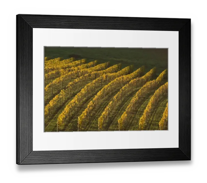 Framed Print : North America, USA, Oregon, Newberg. Aramenta Cellars vineyard called Ribbon