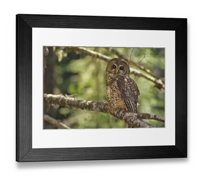 Framed Print : Spotted Owl in Mt. Hood Forest, Oregon, USA Framed Print : Spotted Owl in Mt. Hood Forest, Oregon, USA