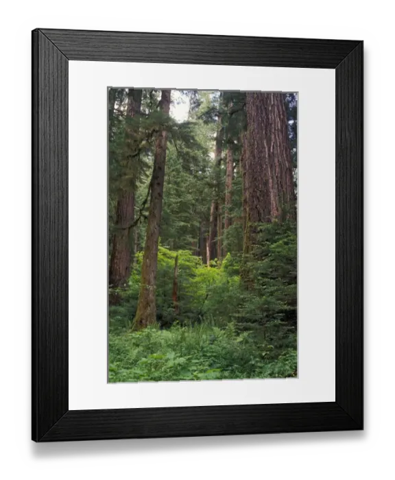 Framed Print : Douglas fir trees in old growth forest in Willamette National Forest. North America