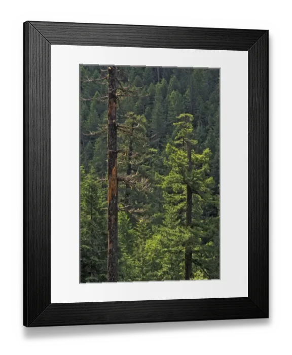 Framed Print : Dead snag in old growth (Ancient) Forest in Willamette National Forest near Little North Fork Framed Print : Dead snag in old growth (Ancient) Forest in Willamette National Forest near Little North Fork