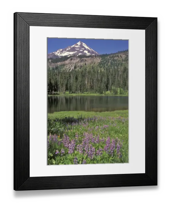 Framed Print : Mt. Jefferson in the background with Hunts Lake in the middleground and Wildflowers Framed Print : Mt. Jefferson in the background with Hunts Lake in the middleground and Wildflowers
