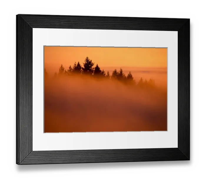 Framed Print : Tamarac Pine Trees poking through the clouds in a forest east of Mt. Hood. North America