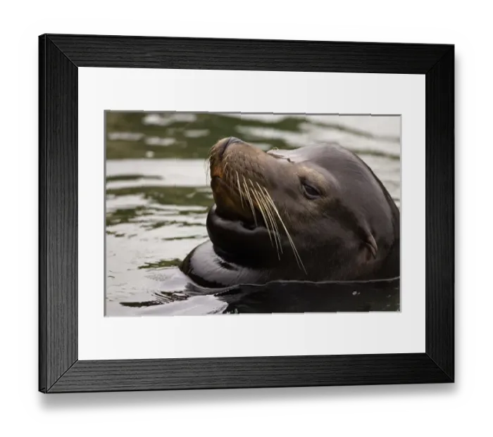 Framed Print : USA, Oregon, Seal Framed Print : USA, Oregon, Seal