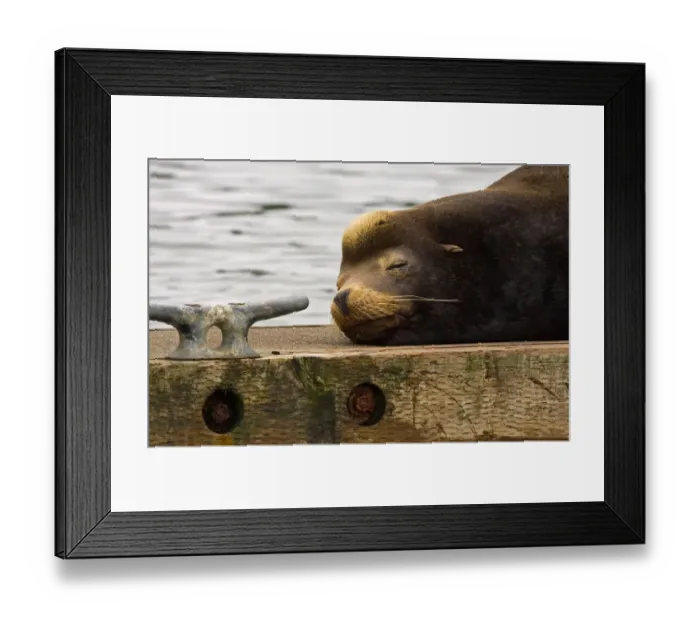 Framed Print : USA, Oregon, Charleston, sealion Framed Print : USA, Oregon, Charleston, sealion