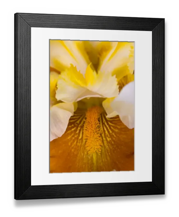 Framed Print : Schreiners Iris Gardens Framed Print : Schreiners Iris Gardens