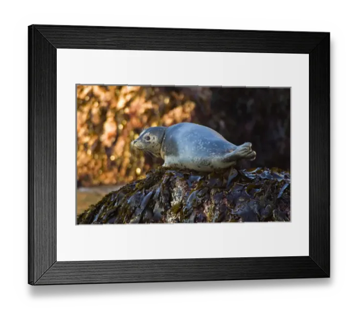Framed Print : Harbor Seal on Bandon Beach