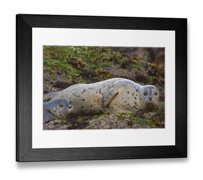 Framed Print : Harbor Seal on Bandon Beach