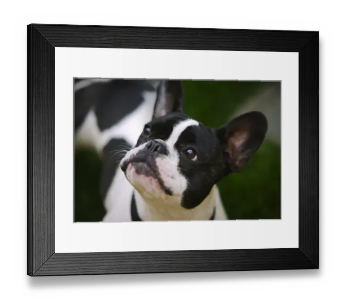 Framed Print : A courious pup along the road in Cannon Beach Oregon Framed Print : A courious pup along the road in Cannon Beach Oregon