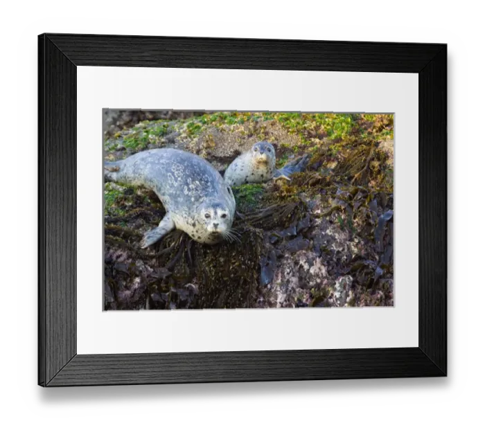 Framed Print : Harbor Seal on Bandon Beach Framed Print : Harbor Seal on Bandon Beach
