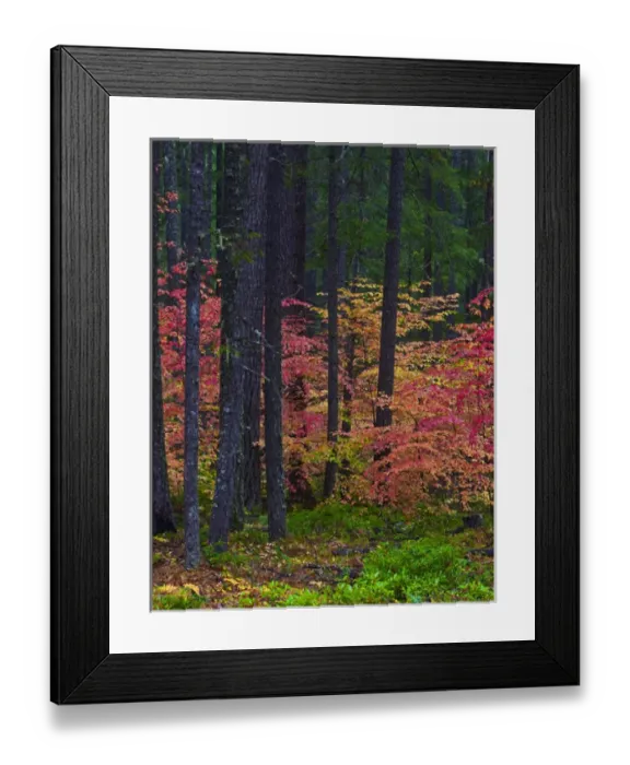 Framed Print : A fall foliage scene at Union Creek Oregon Framed Print : A fall foliage scene at Union Creek Oregon