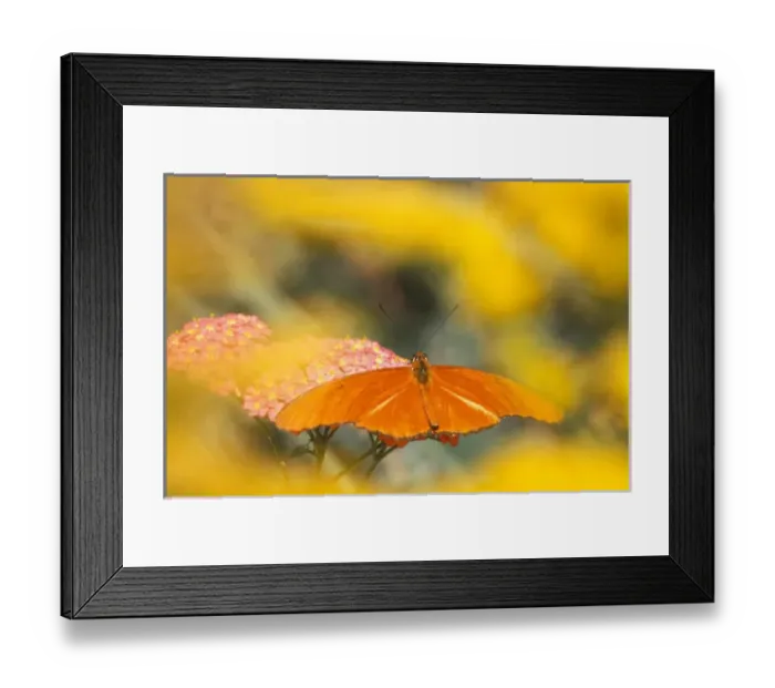 Framed Print : North America, USA, OR, Seaside Butterfly House Julia feeding on Terra Cotta Yarrow Framed Print : North America, USA, OR, Seaside Butterfly House Julia feeding on Terra Cotta Yarrow