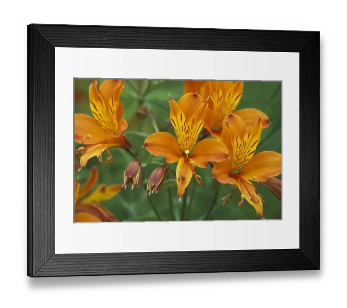 Framed Print : North America, USA, OR, Cannon Beach Orange Asiatic Lilies in town square