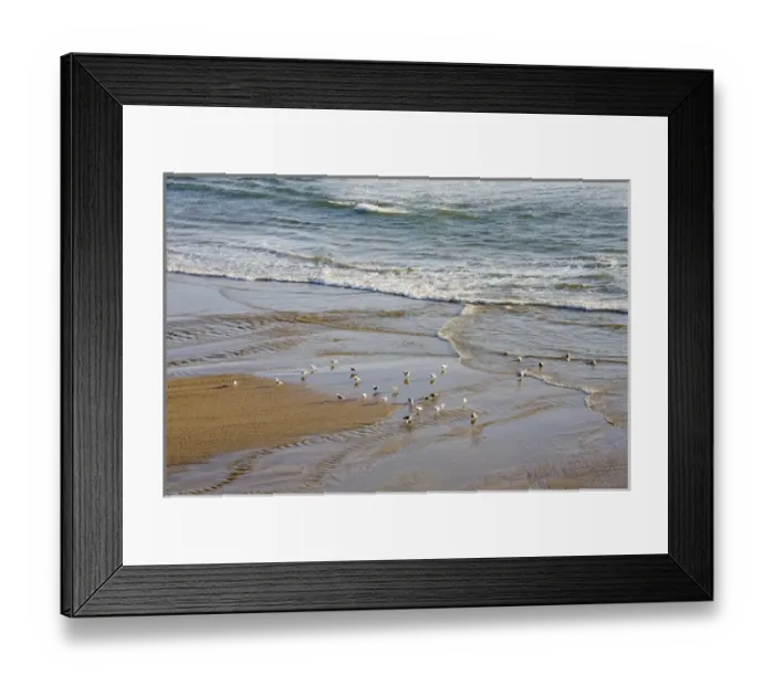 Framed Print : OR, Oregon Coast, Ecola State Park, Indian Beach, Sea gulls at the shore Framed Print : OR, Oregon Coast, Ecola State Park, Indian Beach, Sea gulls at the shore
