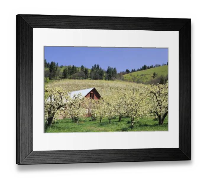 Framed Print : OR, Hood River Valley, Orchard in bloom with barn
