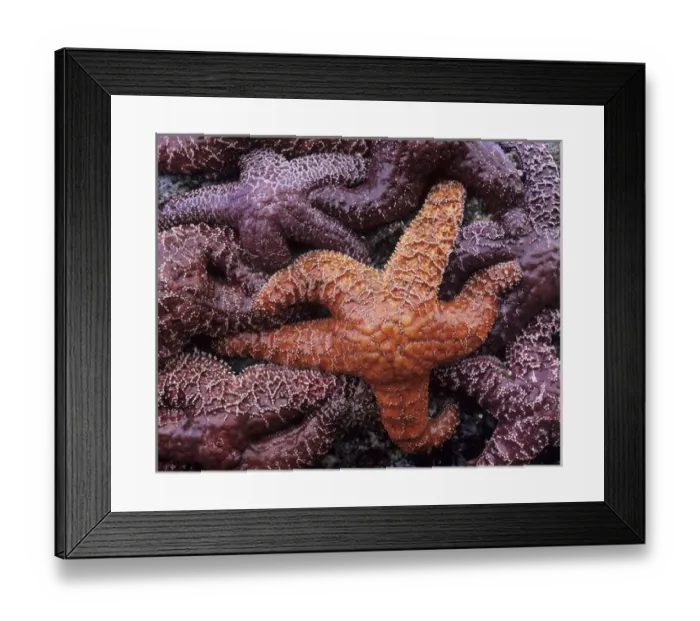 Framed Print : OR, Oregon Coast, Ecola State Park, Ochre Sea Stars Framed Print : OR, Oregon Coast, Ecola State Park, Ochre Sea Stars