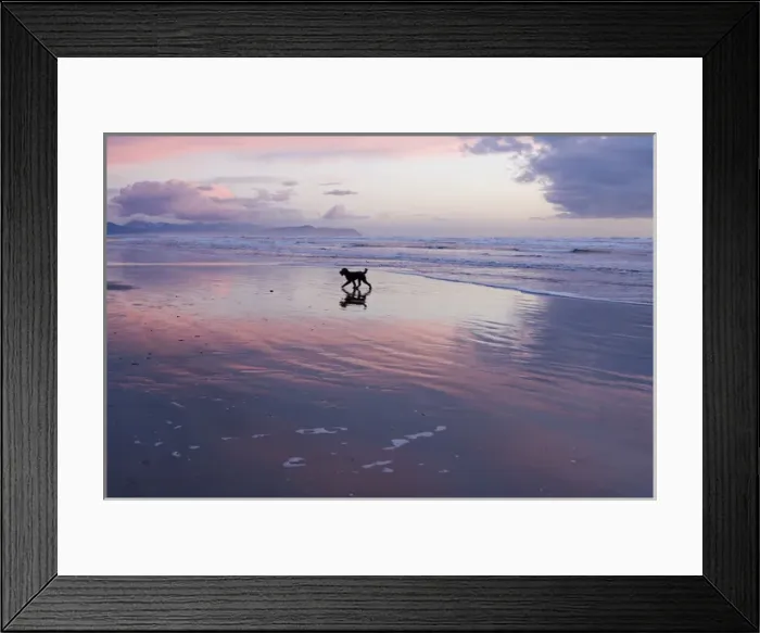 Framed Print : Poodle playing on beach during sunrise, Astoria, Oregon
