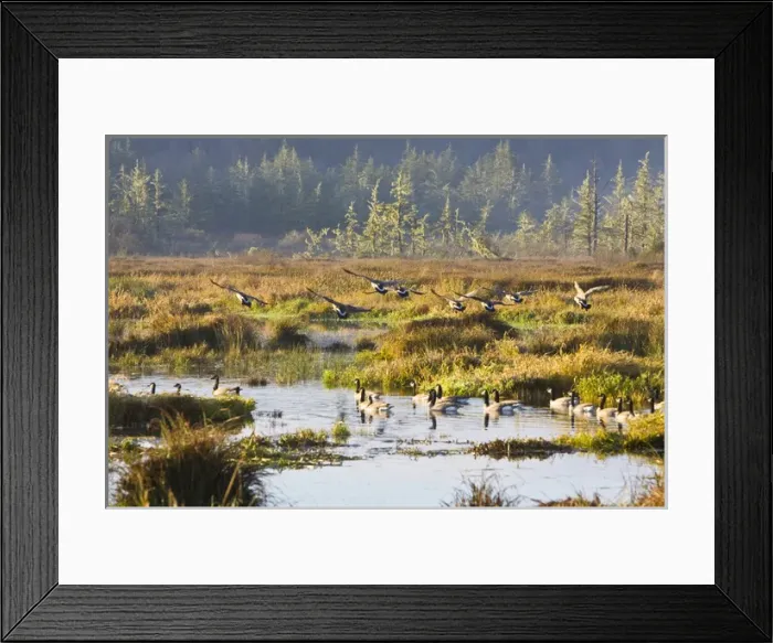 Framed Print : Canadian Geese landing in a marsh near the Pacific Coast Highway, Oregon Framed Print : Canadian Geese landing in a marsh near the Pacific Coast Highway, Oregon