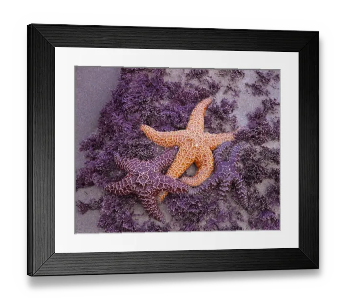 Framed Print : OR, Oregon Coast, Ecola State Park, Ochre Sea Stars