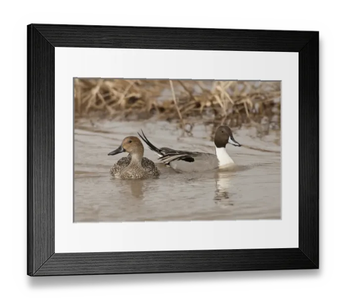 Framed Print : Baskett Slough National Wildlife Refuge, Oregon, a pair of Northern Pintails (Anas acuta)