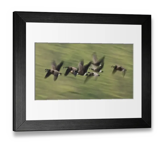 Framed Print : William L. Finley National Wildlife Refuge, a flock of Dusky Canada Geese (Branta Framed Print : William L. Finley National Wildlife Refuge, a flock of Dusky Canada Geese (Branta