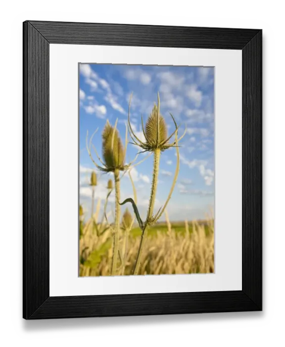 Framed Print : Baskett Slough National Wildlife Refuge, Oregon, Teasel, and invasive from Europe