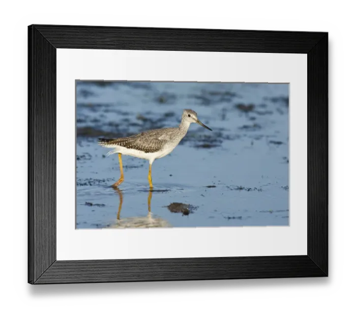 Framed Print : Oregon, a Lesser Yellowlegs (Tringa flavipes) Framed Print : Oregon, a Lesser Yellowlegs (Tringa flavipes)