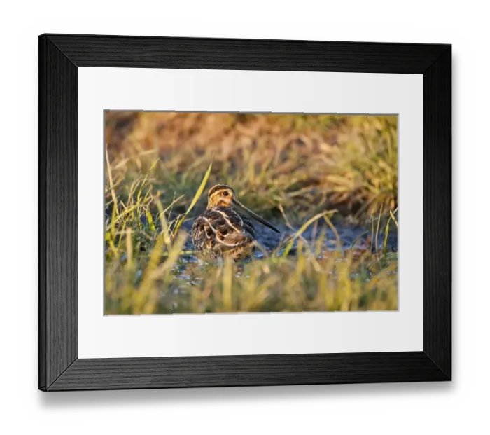 Framed Print : Baskett Slough National Wildlife Refuge, Oregon. a Wilsons Snipe (Gallinago Framed Print : Baskett Slough National Wildlife Refuge, Oregon. a Wilsons Snipe (Gallinago