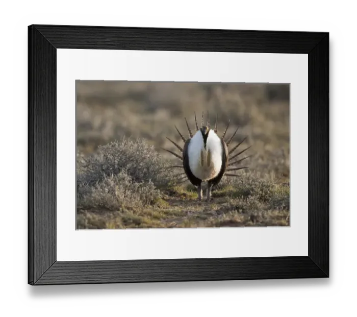 Framed Print : Foster Flats, Oregon, a Greater Sage Grouse (Centrocercus urophasianus) displaying Framed Print : Foster Flats, Oregon, a Greater Sage Grouse (Centrocercus urophasianus) displaying