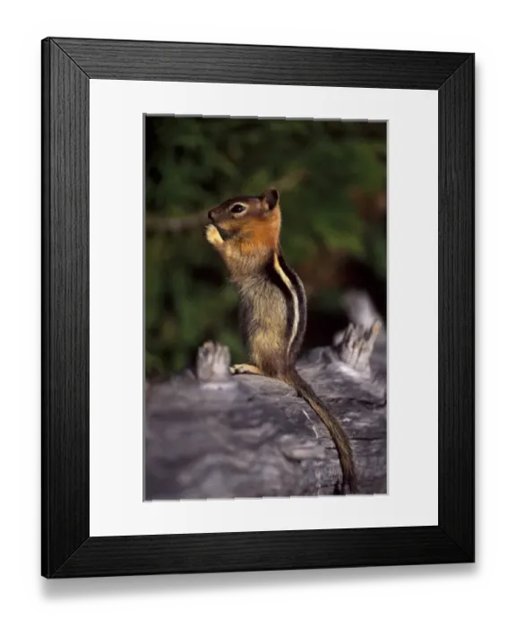 Framed Print : Oregon cascades, a Golden-mantled Ground Squirrel (Spermophilus lateralis) eating Framed Print : Oregon cascades, a Golden-mantled Ground Squirrel (Spermophilus lateralis) eating