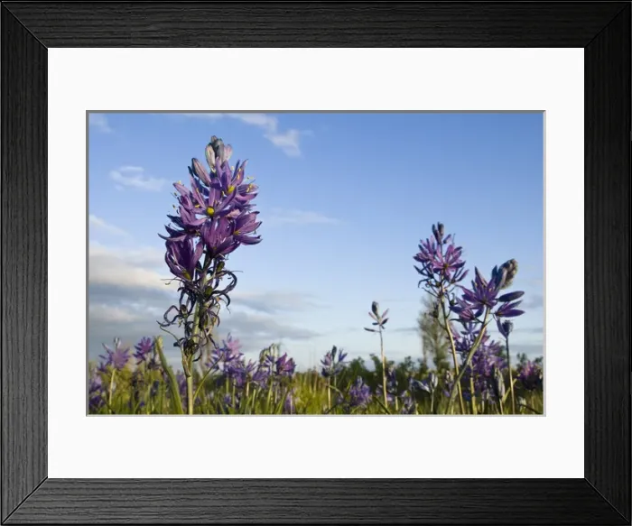 Framed Print : William L. Finley National Wildlife Refuge, Oregon, Camas on the prairie Framed Print : William L. Finley National Wildlife Refuge, Oregon, Camas on the prairie