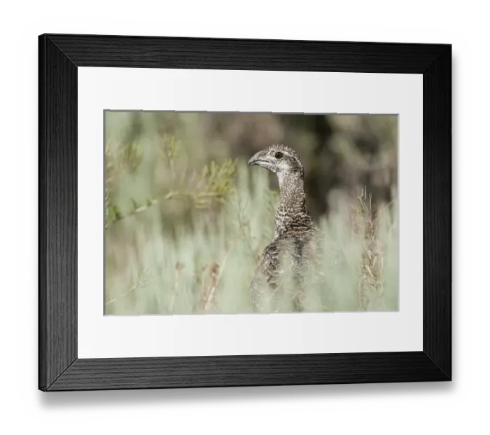 Framed Print : Hart Mountain National Antelope Refuge, Oregon, a Greater Sage Grouse hen (Centrocercus Framed Print : Hart Mountain National Antelope Refuge, Oregon, a Greater Sage Grouse hen (Centrocercus