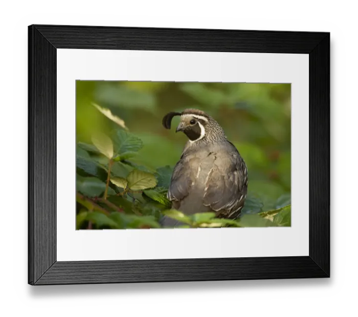 Framed Print : William L. Finley National WIldlife Refuge, Oregon, a California Quail (Callipepla Framed Print : William L. Finley National WIldlife Refuge, Oregon, a California Quail (Callipepla