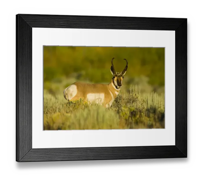 Framed Print : Hart Mountain National Antelope Refuge, Oregon, a Pronghorn buck (Antilocarpa americana) Framed Print : Hart Mountain National Antelope Refuge, Oregon, a Pronghorn buck (Antilocarpa americana)