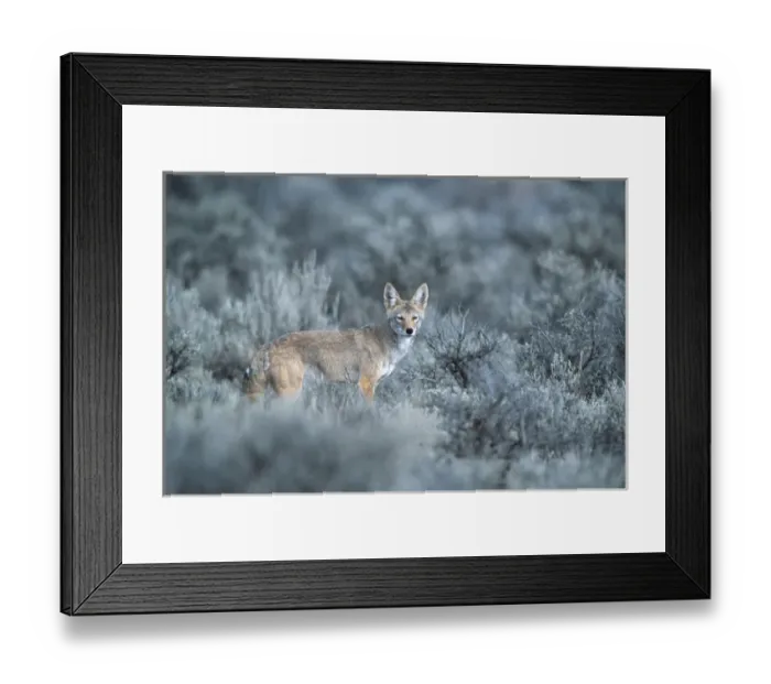Framed Print : Hart Mountain National Antelope Refuge, Oregon, a Coyote (Canis latrans) Framed Print : Hart Mountain National Antelope Refuge, Oregon, a Coyote (Canis latrans)