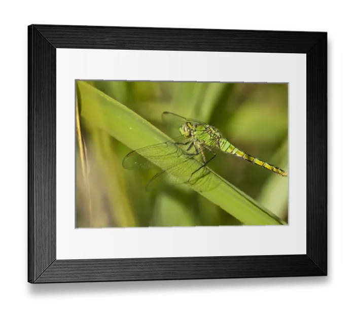 Framed Print : USA, Oregon, Eugene, Fern Ridge Wildlife Area, Female Western Pondhawk (Erythemis Framed Print : USA, Oregon, Eugene, Fern Ridge Wildlife Area, Female Western Pondhawk (Erythemis