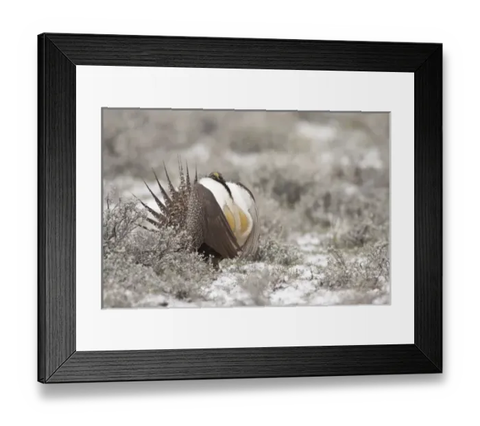 Framed Print : Foster Flats, Oregon, a Greater Sage Grouse (Centrocercus urophasianus) displaying Framed Print : Foster Flats, Oregon, a Greater Sage Grouse (Centrocercus urophasianus) displaying