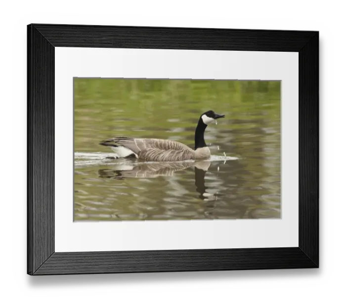 Framed Print : USA, Oregon, Baskett Slough National Wildlife Refuge, Canada Goose (Branta canadensis) Framed Print : USA, Oregon, Baskett Slough National Wildlife Refuge, Canada Goose (Branta canadensis)