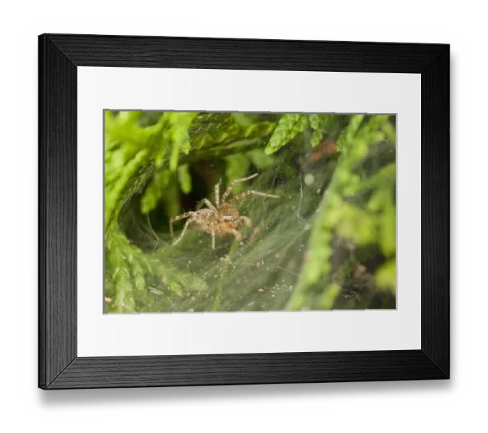 Framed Print : USA, Oregon, Keizer, unknown funnel web spider