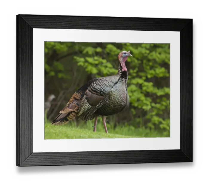 Framed Print : USA, Oregon, Monmouth, Wild Turkey (Meleagris gallopavo) calling Framed Print : USA, Oregon, Monmouth, Wild Turkey (Meleagris gallopavo) calling