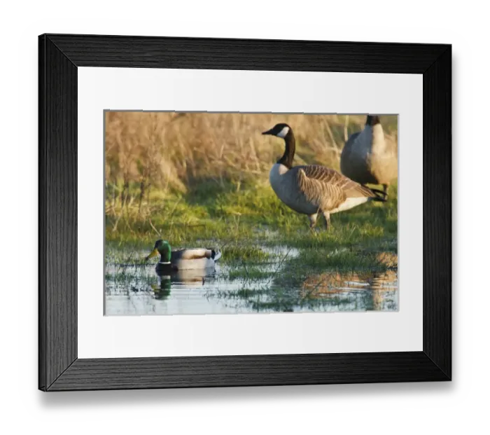 Framed Print : USA, Oregon, Baskett Slough National Wildlife Refuge, Mallard drake (Anas plathyrhynchos) Framed Print : USA, Oregon, Baskett Slough National Wildlife Refuge, Mallard drake (Anas plathyrhynchos)