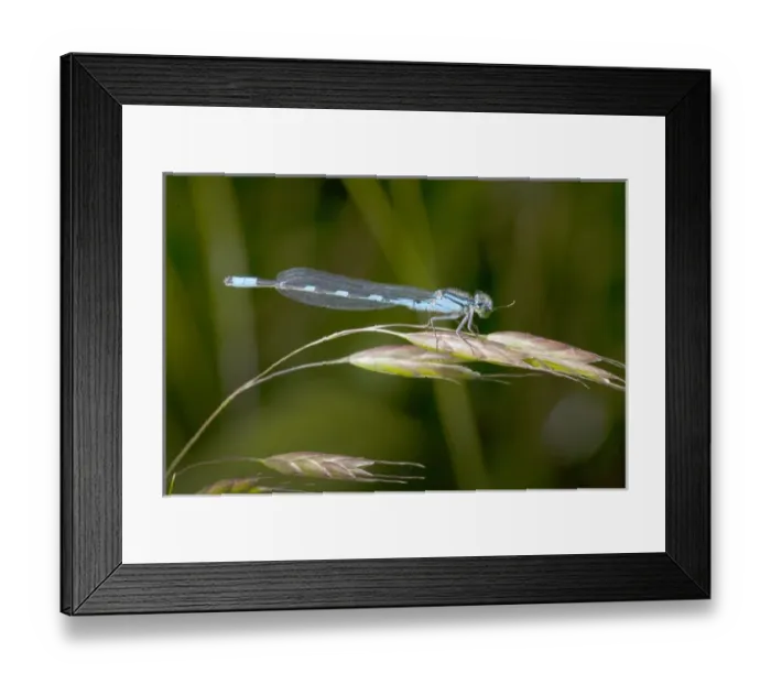 Framed Print : USA, Oregon, Eugene, Fern Ridge Wildlife Area, a Tule Bluet (Enallagama carunculatum) Framed Print : USA, Oregon, Eugene, Fern Ridge Wildlife Area, a Tule Bluet (Enallagama carunculatum)