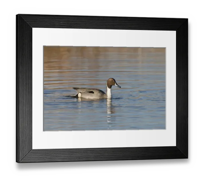 Framed Print : USA, Oregon, Baskett Slough National Wildlife Refuge, Northern Pintail (Anas acuta) drake Framed Print : USA, Oregon, Baskett Slough National Wildlife Refuge, Northern Pintail (Anas acuta) drake