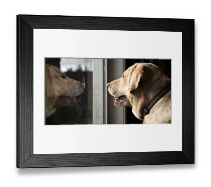 Framed Print : USA, Oregon, Keizer, Labrador Retriever looking out the window. PR Framed Print : USA, Oregon, Keizer, Labrador Retriever looking out the window. PR