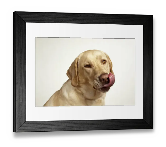 Framed Print : USA, Oregon, Keizer, Yellow Labrador Retriever (Canis lupis familiaris)