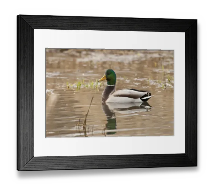 Framed Print : USA, Oregon, Basket Slough National Wildlife Refuge, Mallard drake (Anas plathyrnhynchos) Framed Print : USA, Oregon, Basket Slough National Wildlife Refuge, Mallard drake (Anas plathyrnhynchos)