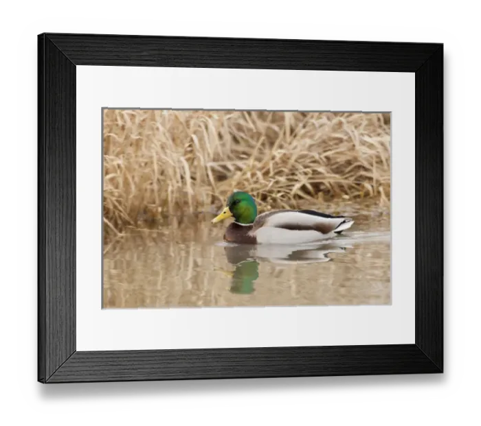 Framed Print : USA, Oregon, Basket Slough National Wildlife Refuge, Mallard drake (Anas plathyrnhynchos)